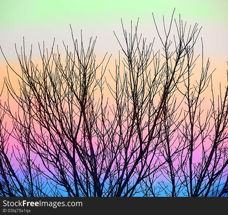 Black tree branch abstract background against colorful sky. Black tree branch abstract background against colorful sky