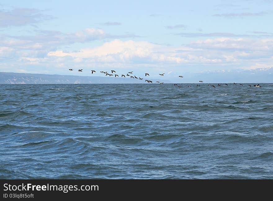 Flock of common murres flying