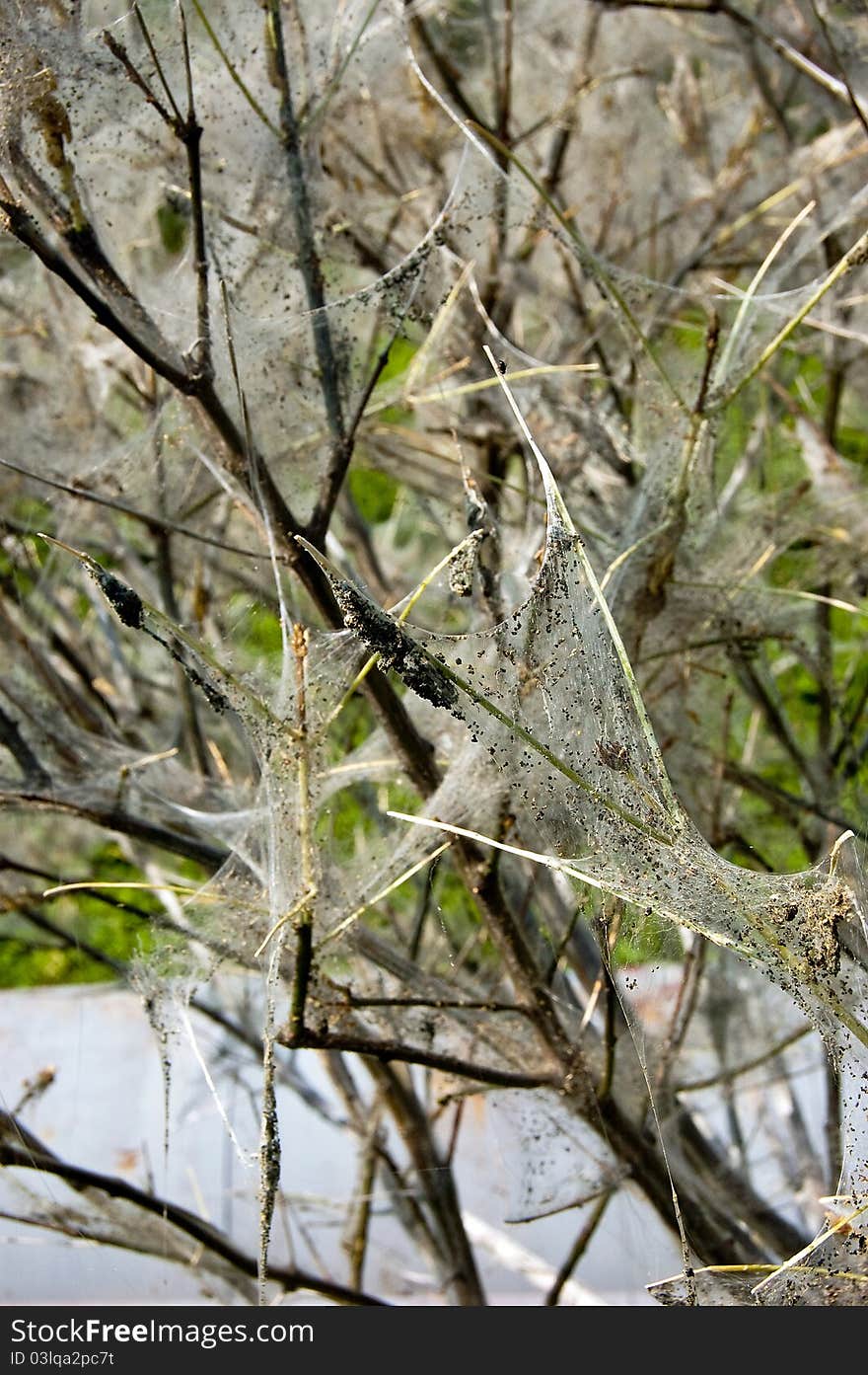 Tree coated with webs with cocoons of caterpillars. Tree coated with webs with cocoons of caterpillars