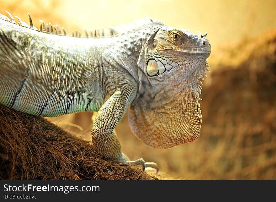 Iguana in a terrarium standing on a wood branch. Iguana in a terrarium standing on a wood branch