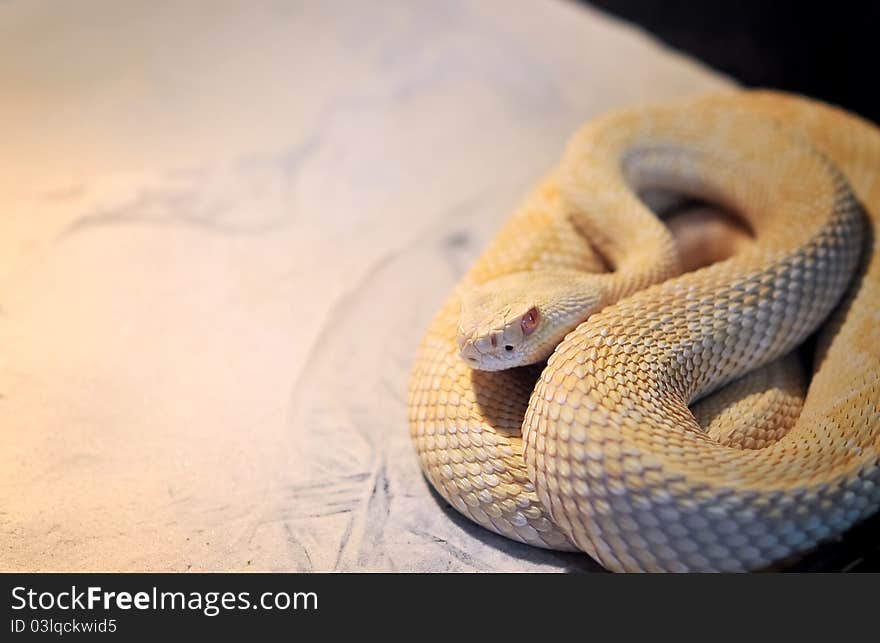 Albino Western Diamondback Rattlesnake (Crotalus atrox) isolated. Albino Western Diamondback Rattlesnake (Crotalus atrox) isolated