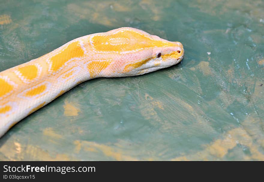 Ball python ( molurus bivittatus )