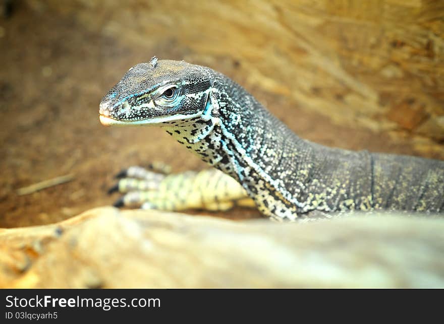 Varanus gouldii in his natural environment. Varanus gouldii in his natural environment