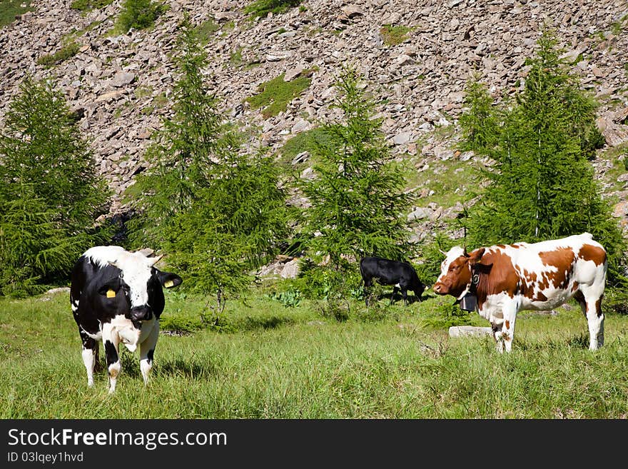 Italian cows during a sunny day close to Susa, Piedmont, Italian Alps. Italian cows during a sunny day close to Susa, Piedmont, Italian Alps