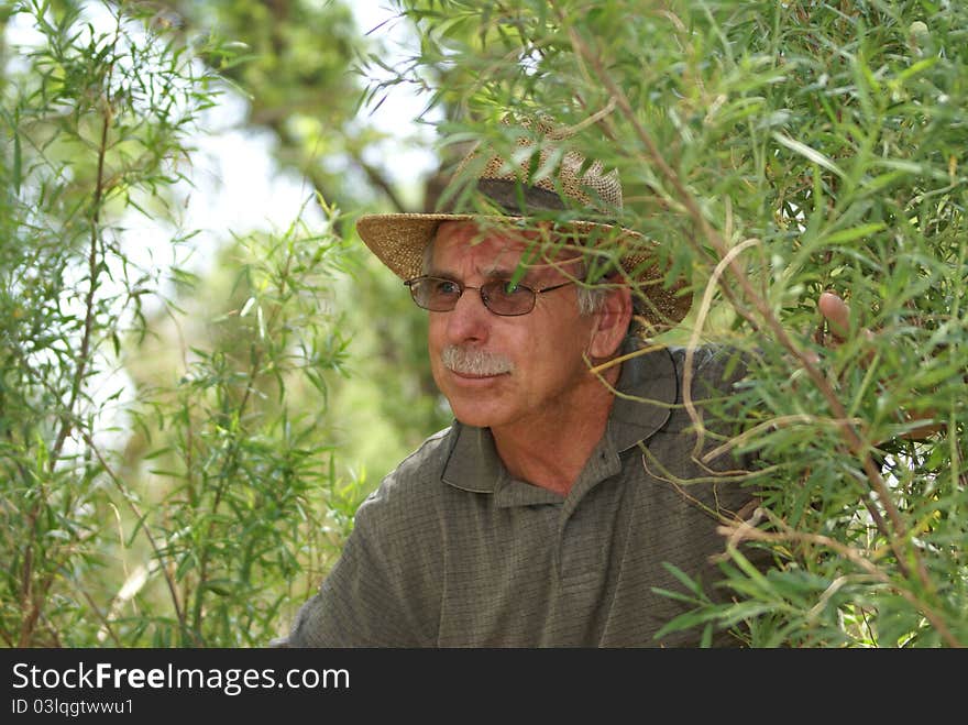 Older or Senior Man peeking out from the bushes or trees on an exploration. Older or Senior Man peeking out from the bushes or trees on an exploration.