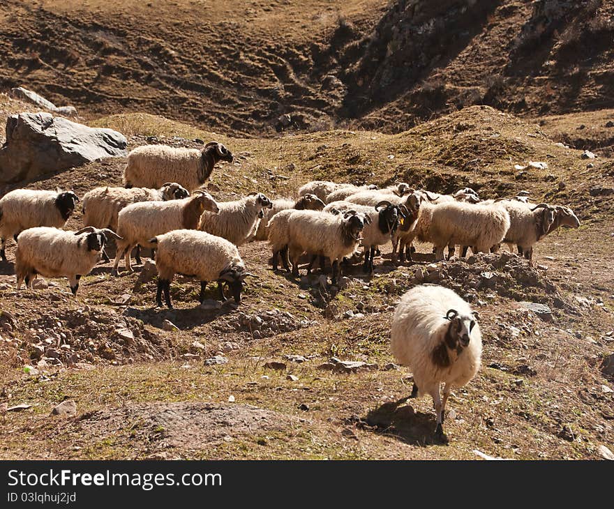 The flock sheeps that grazing in the plateau vally. The flock sheeps that grazing in the plateau vally