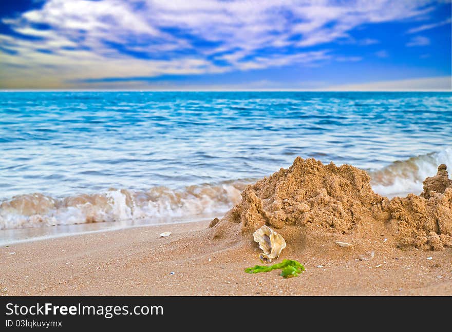 Shell on seashore under blue sky and white cloud