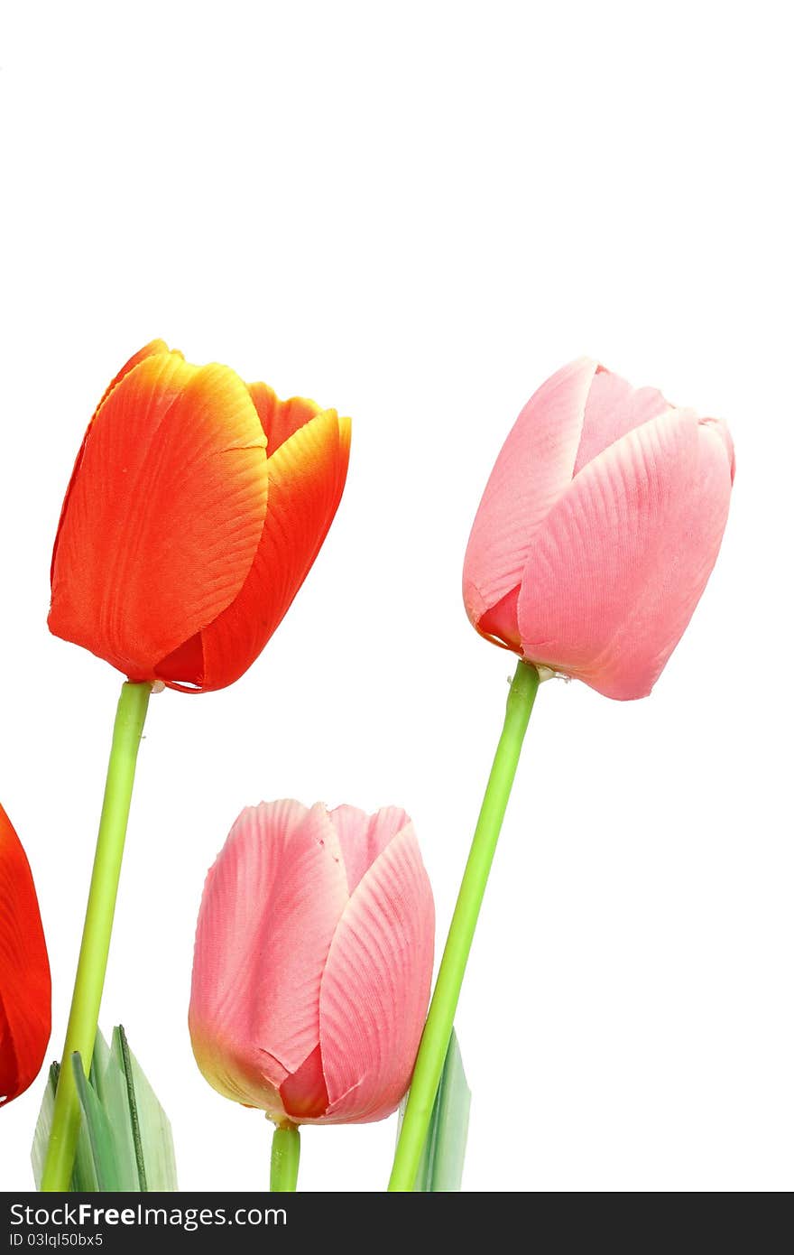 Three tulip on white background