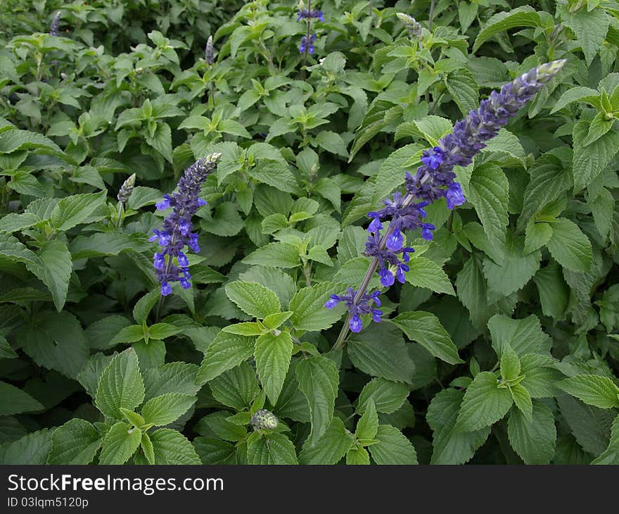 Lavender, and in June, 2011, in the hills north of yunnan shooting