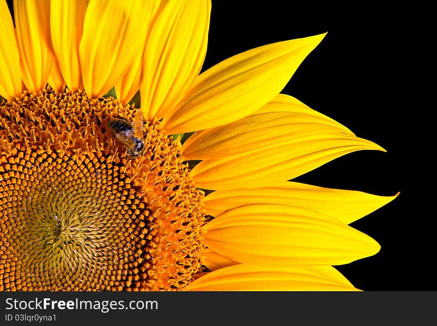 Sunflower Close-up