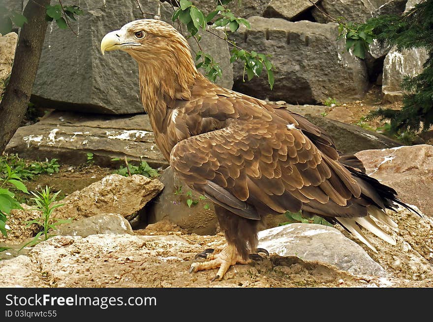 Mountain eagle