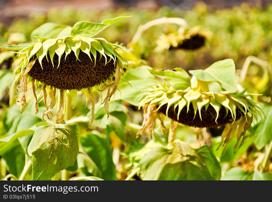 Dry Sunflower field which ready to harvest