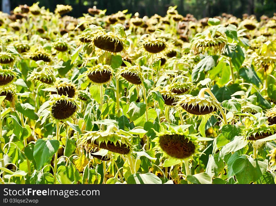 Dry Sunflower field which ready to harvest