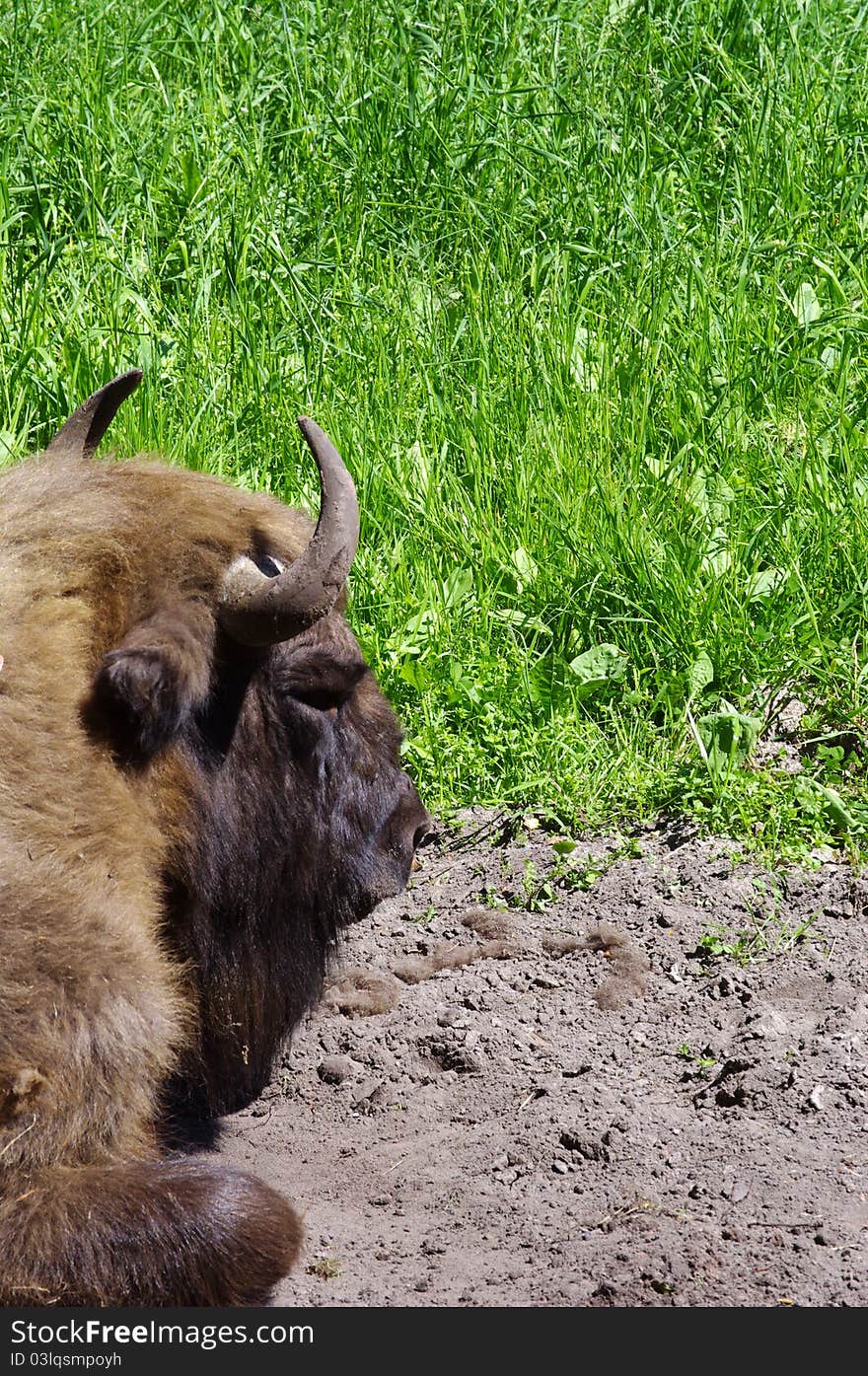 A buffalo on the grassland