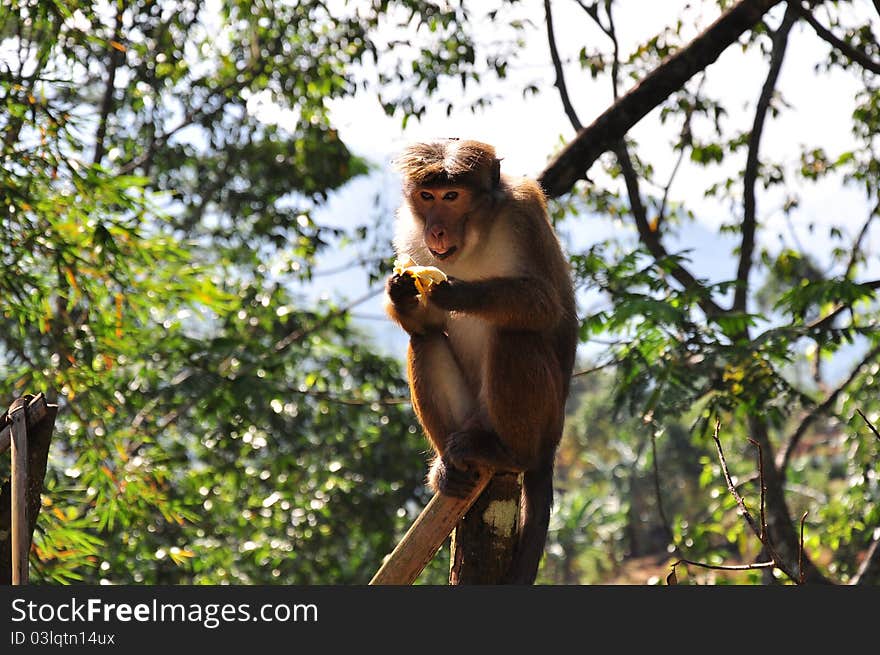 Monkey With Banana