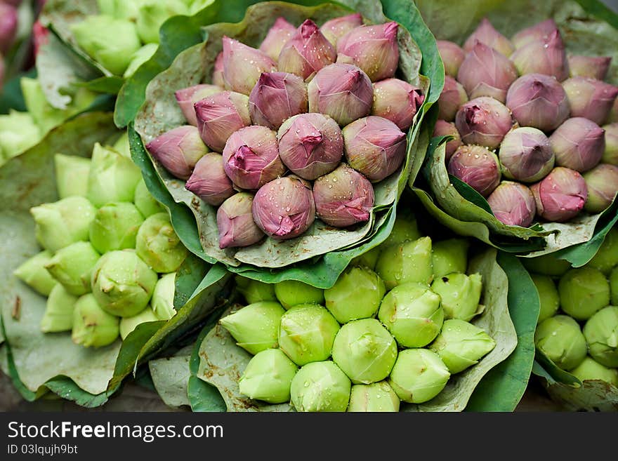 Fresh lotus bud bouquet