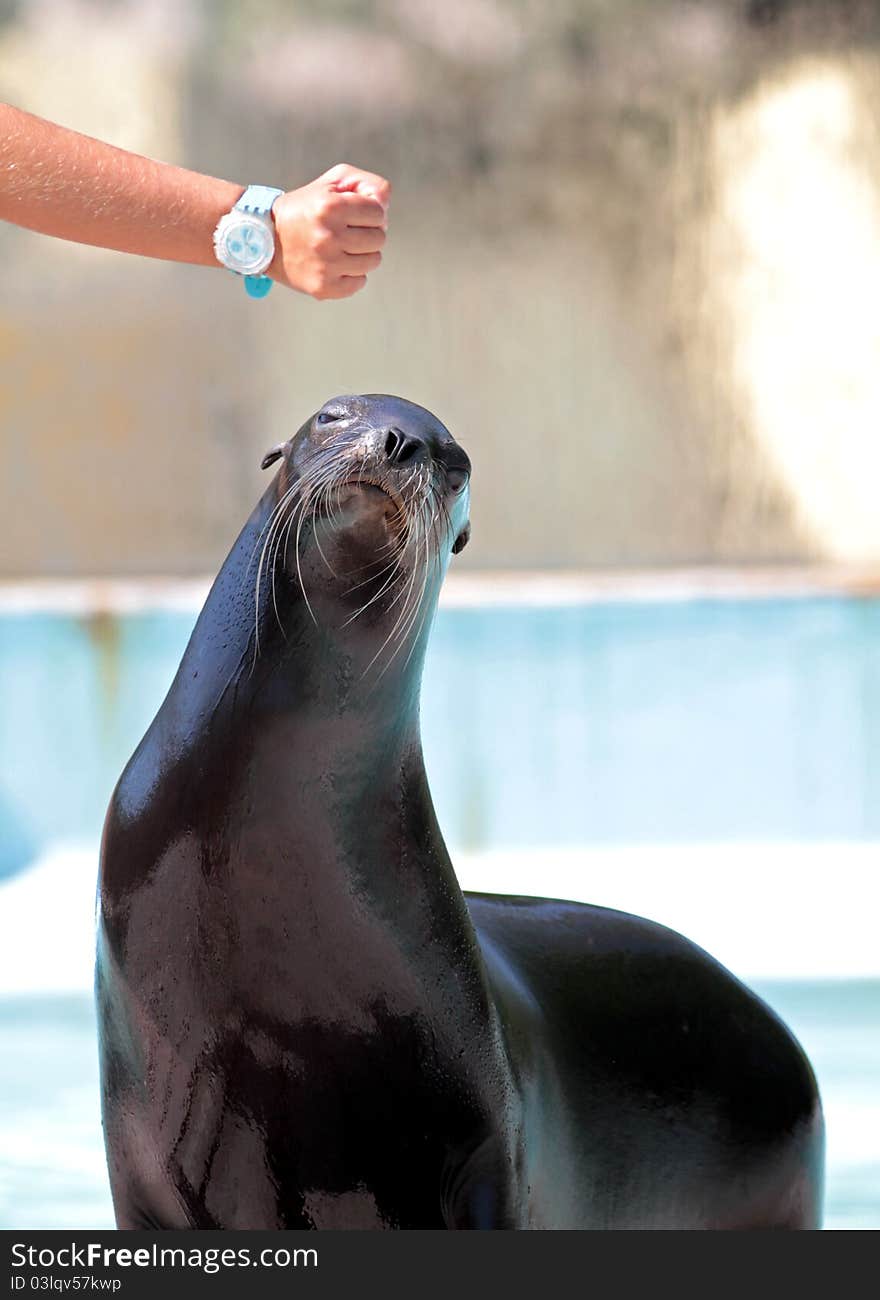 A sea lion waiting for a snack during a zoo show. A sea lion waiting for a snack during a zoo show.