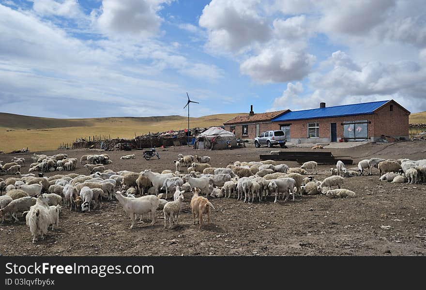 Flock of sheep under blue sky and white clouds, beautiful.