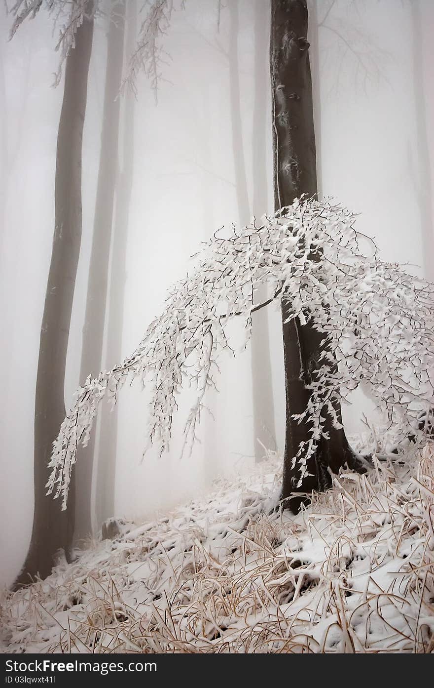 Beech in slope with frost - bitten branches. Beech in slope with frost - bitten branches.