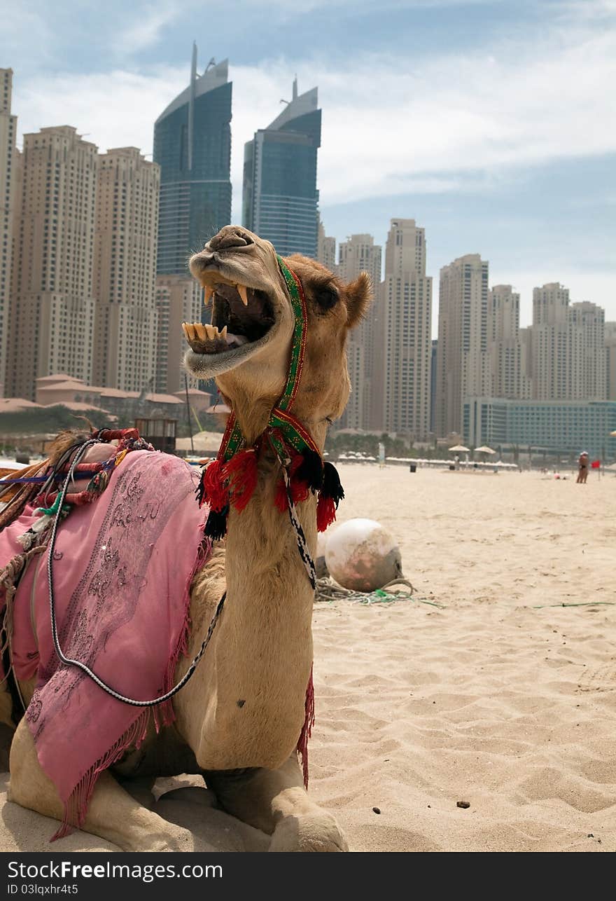 Camel at the urban background of Dubai. Camel at the urban background of Dubai.