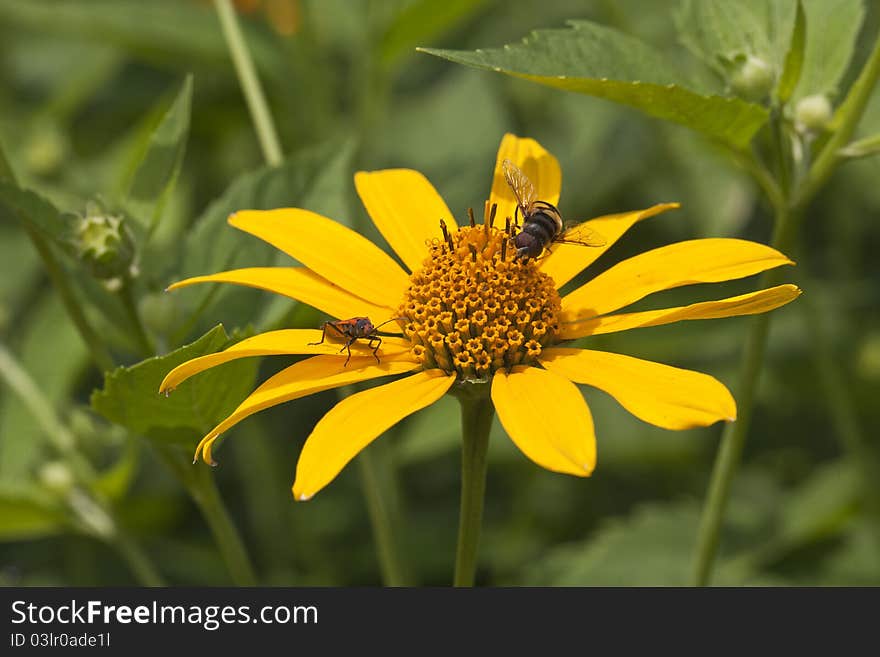 Assassin bug on yellow daisy in flower garden in Central Park, New York city. Assassin bug on yellow daisy in flower garden in Central Park, New York city