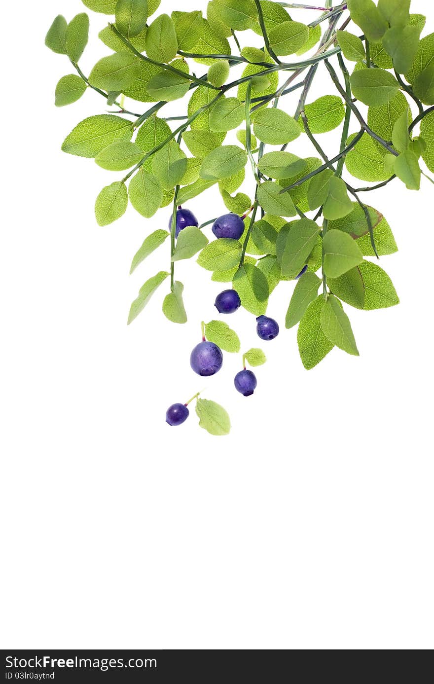 The isolated Berries of a bilberry on a branch. The isolated Berries of a bilberry on a branch