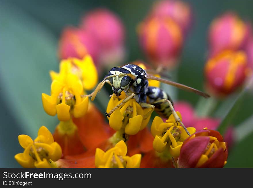 Yellowjacket (Vespula squamosa) feeding on butterfly bush in Central Park