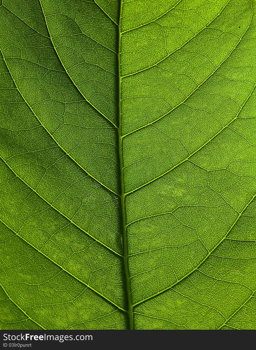 Closed up of green leaf