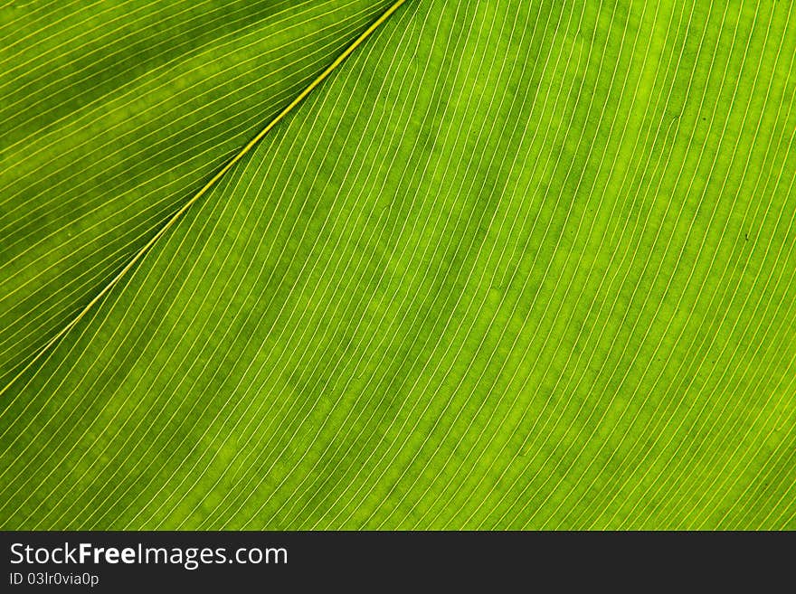 Closed up of green leaf