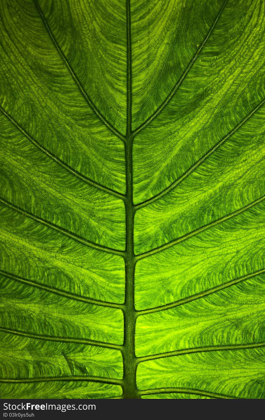 Closed up of green leaf