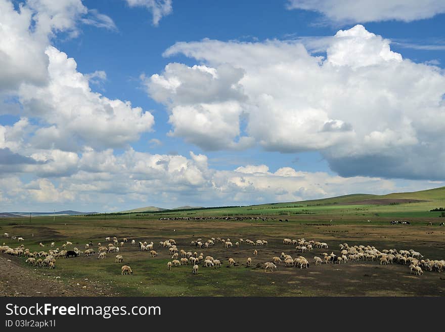 Flock of sheep under blue sky and white clouds, beautiful.