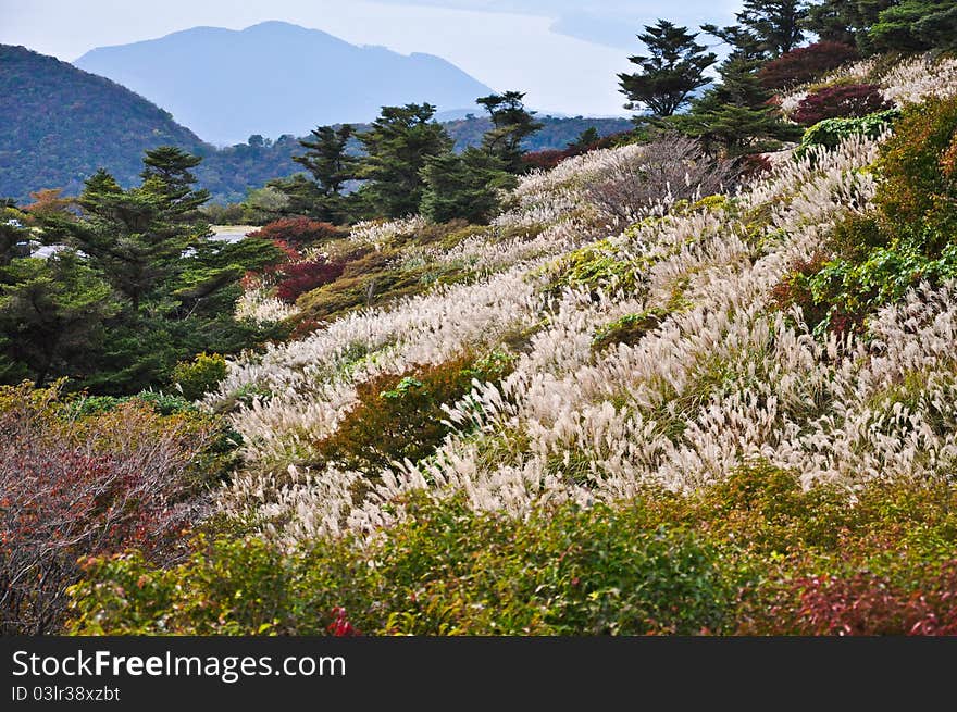 Flower field on the mountian