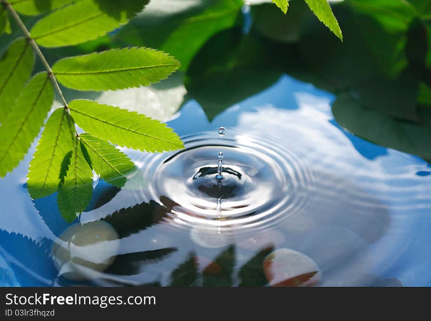 Closeup of branch with green leaves above splashing water. Closeup of branch with green leaves above splashing water