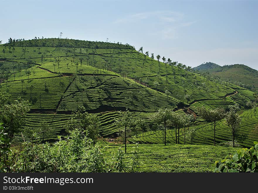 Tea Plantation