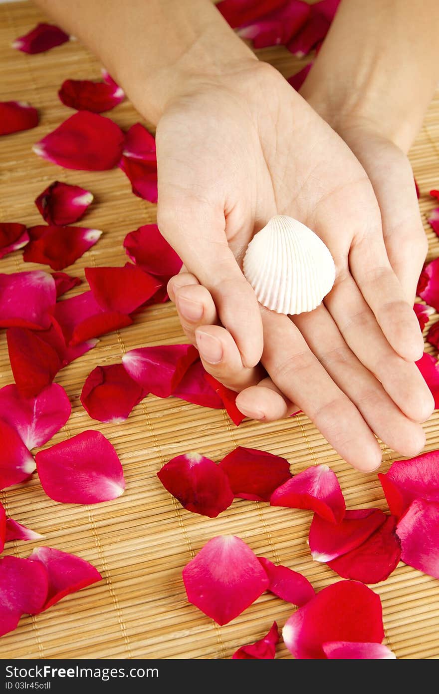 Close-up of beautiful hands holding shell and lie on red rose petals. Close-up of beautiful hands holding shell and lie on red rose petals