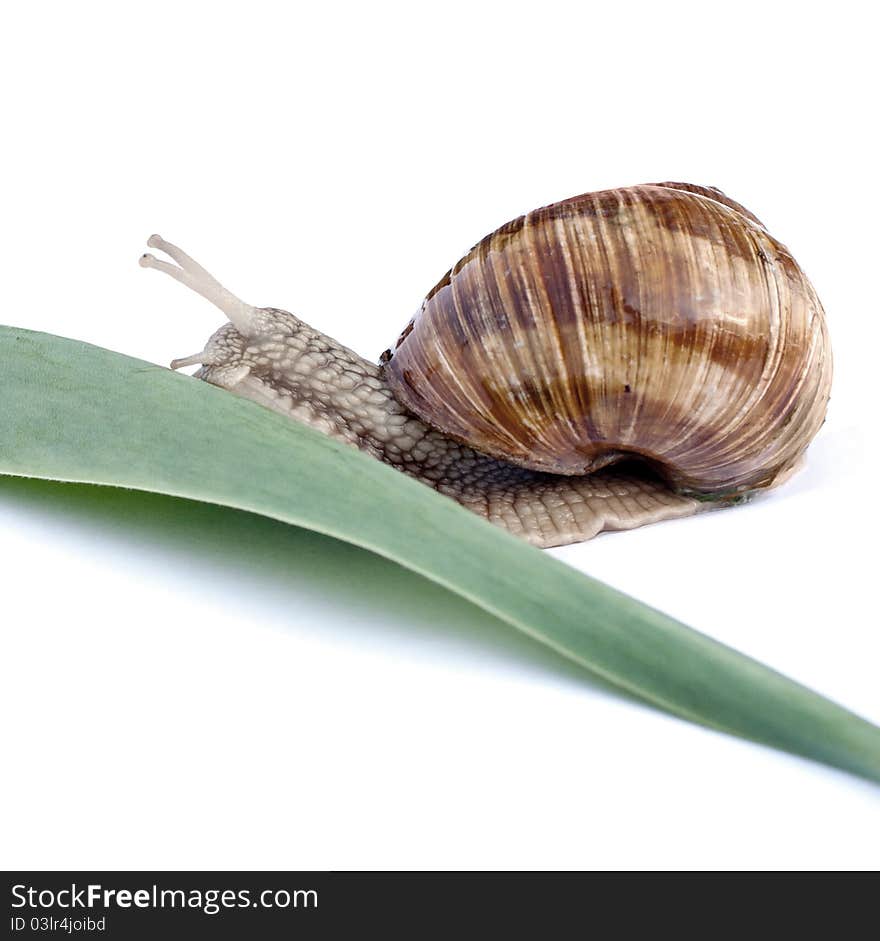 Snail crawls on a green leaf