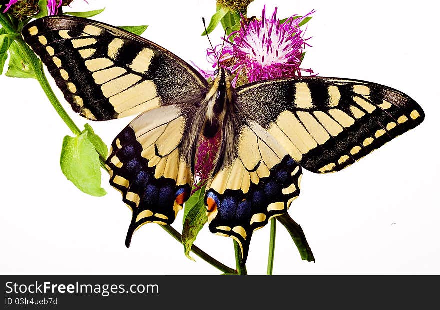 Butterfly On A Flower.