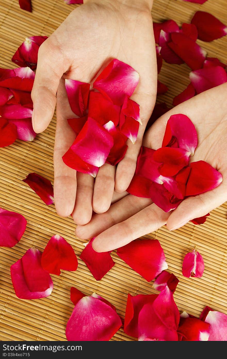 Close-up of hands are on red rose petals. Close-up of hands are on red rose petals