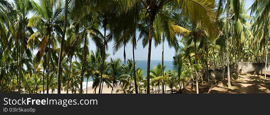 Coconut palms on the ocean shore