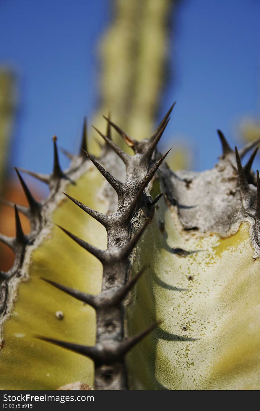 This deathly cactus is waiting for his attackers in the middle of the Namib desert.