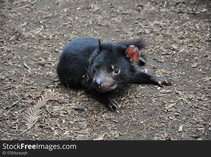 Tasmanian Devil