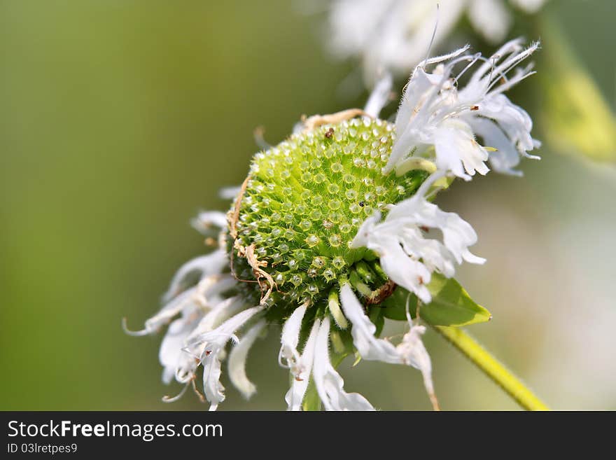 Green daisy flowers