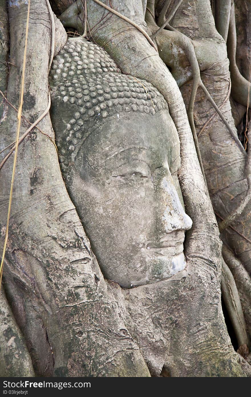 Ancient Buddha head up to the root tree, a World Heritage Site in Thailand. Ancient Buddha head up to the root tree, a World Heritage Site in Thailand.