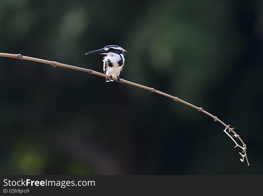 Pied Kingfisher