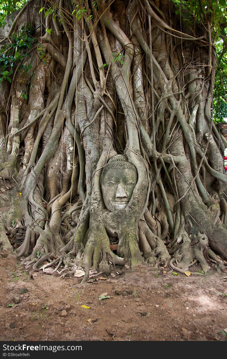 Ancient Buddha head up to the root tree, a World Heritage Site in Thailand. Ancient Buddha head up to the root tree, a World Heritage Site in Thailand.