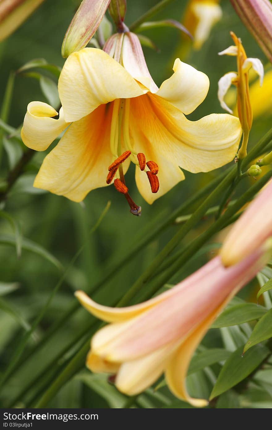 Beautiful lilies