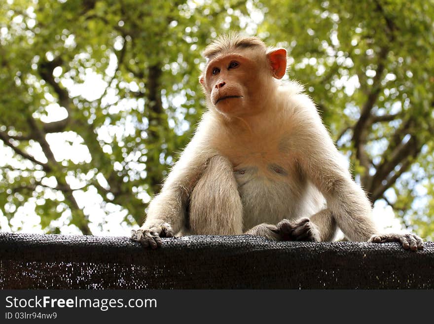 An indian female monkey sitting and staring. An indian female monkey sitting and staring