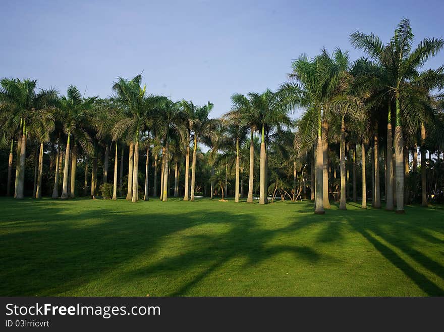 Coconut tree forest