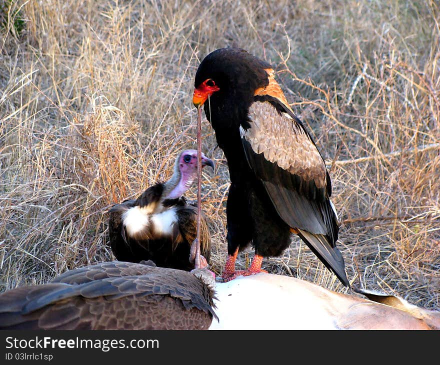 Bateleur and white-backed vulture eating impala