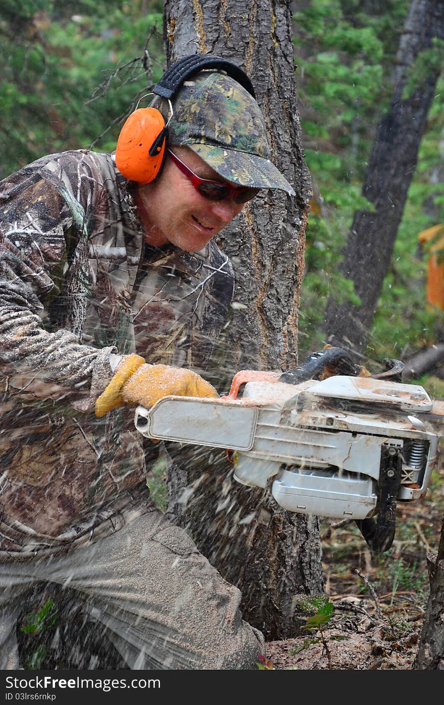 A man cutting a tree with a chain saw. A man cutting a tree with a chain saw